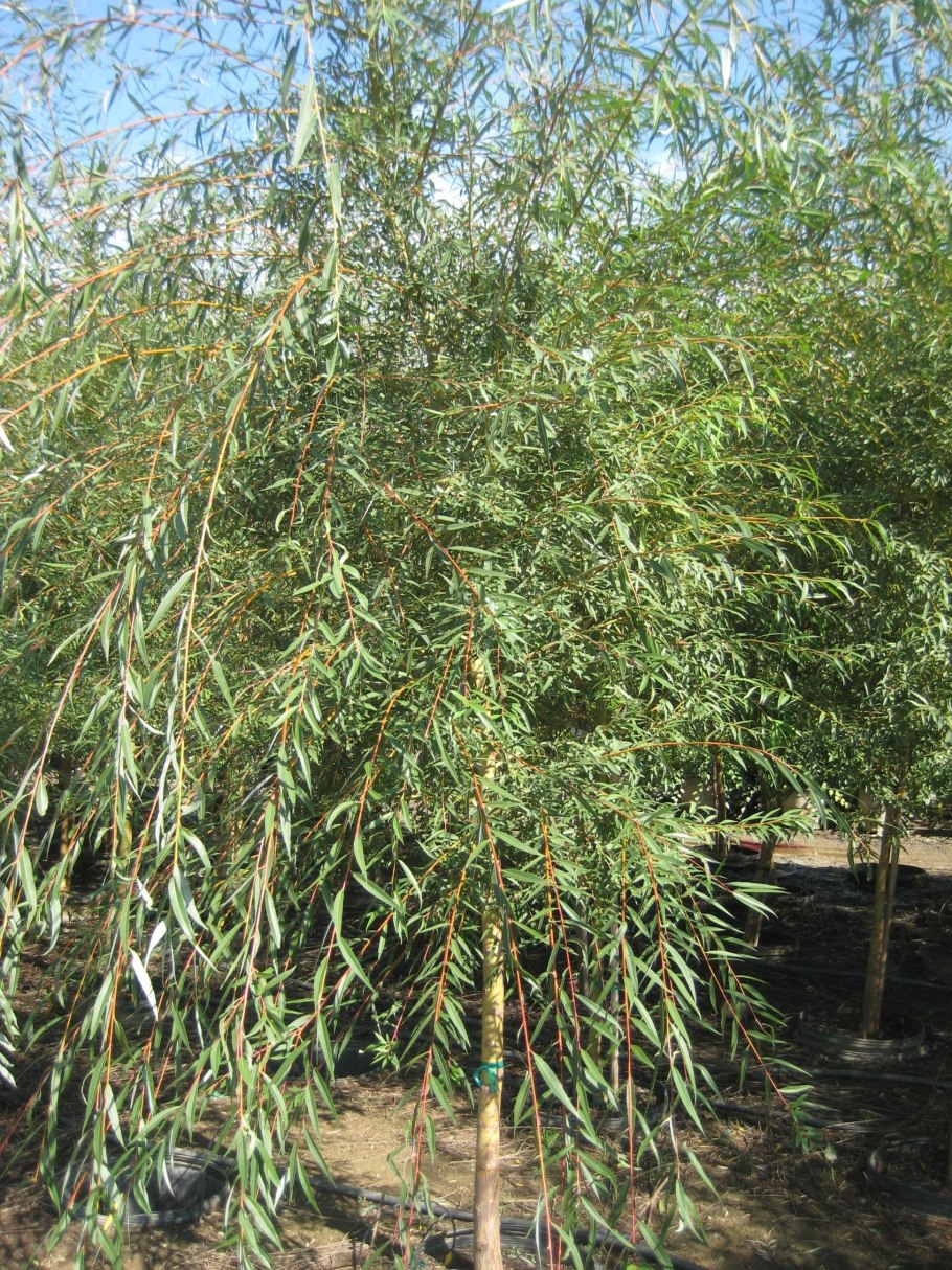 Ива белая (Salix Alba l.)
