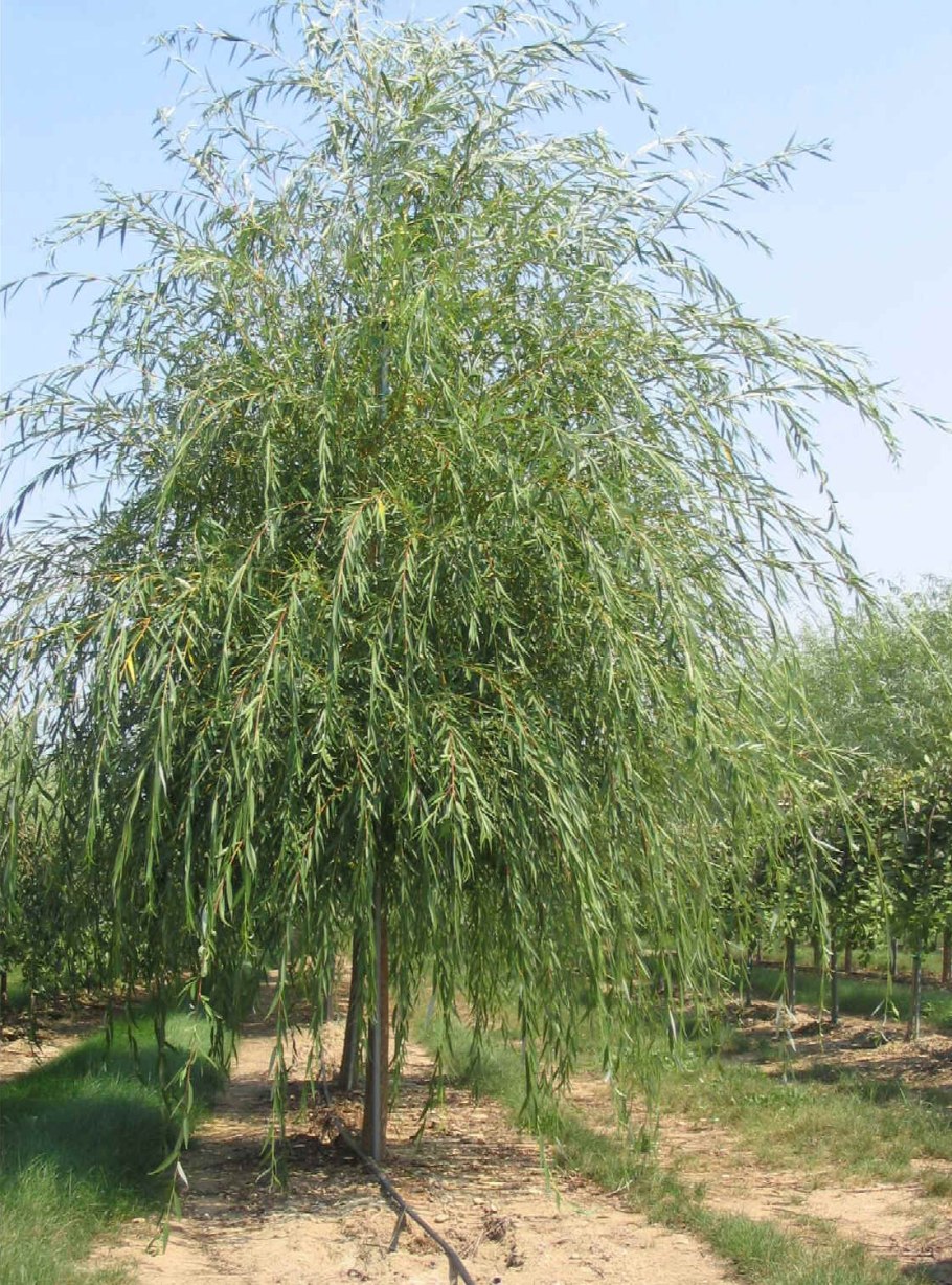 Ива белая плакучая