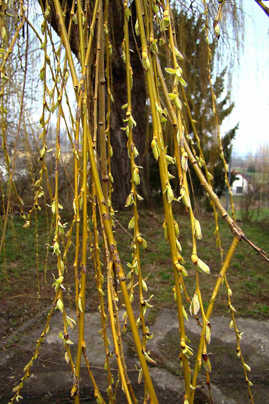 Ива желтокорая золотистоволосистая