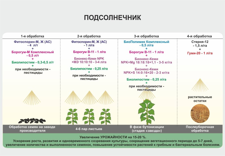 Подсолнечник