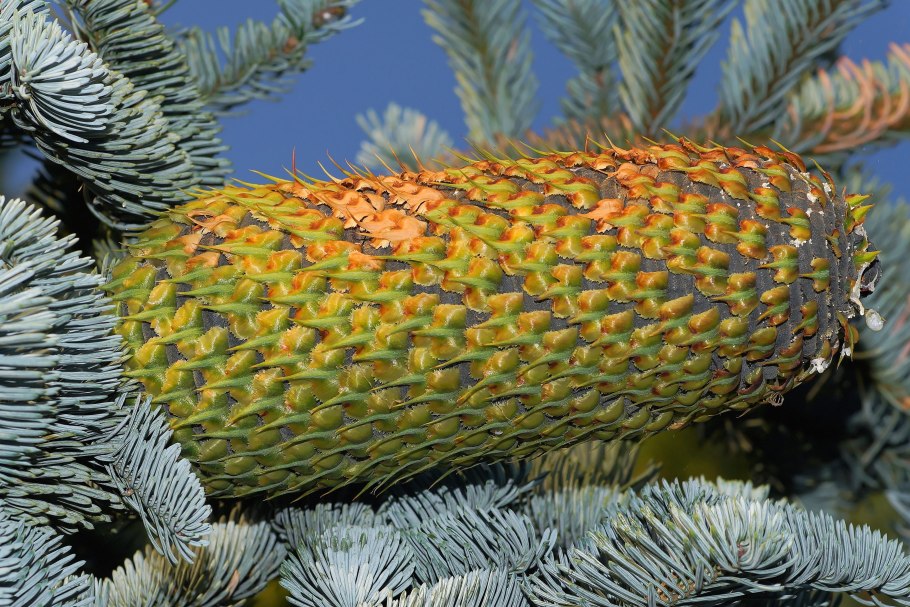 Араукария Чилийская Araucaria Araucana