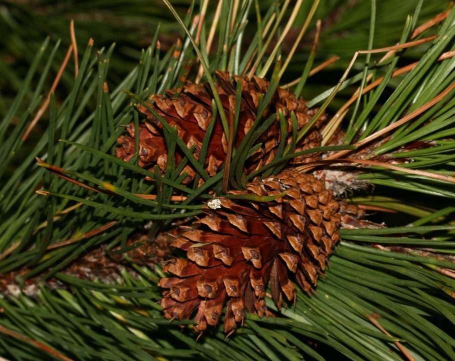 Pinus contorta шишки