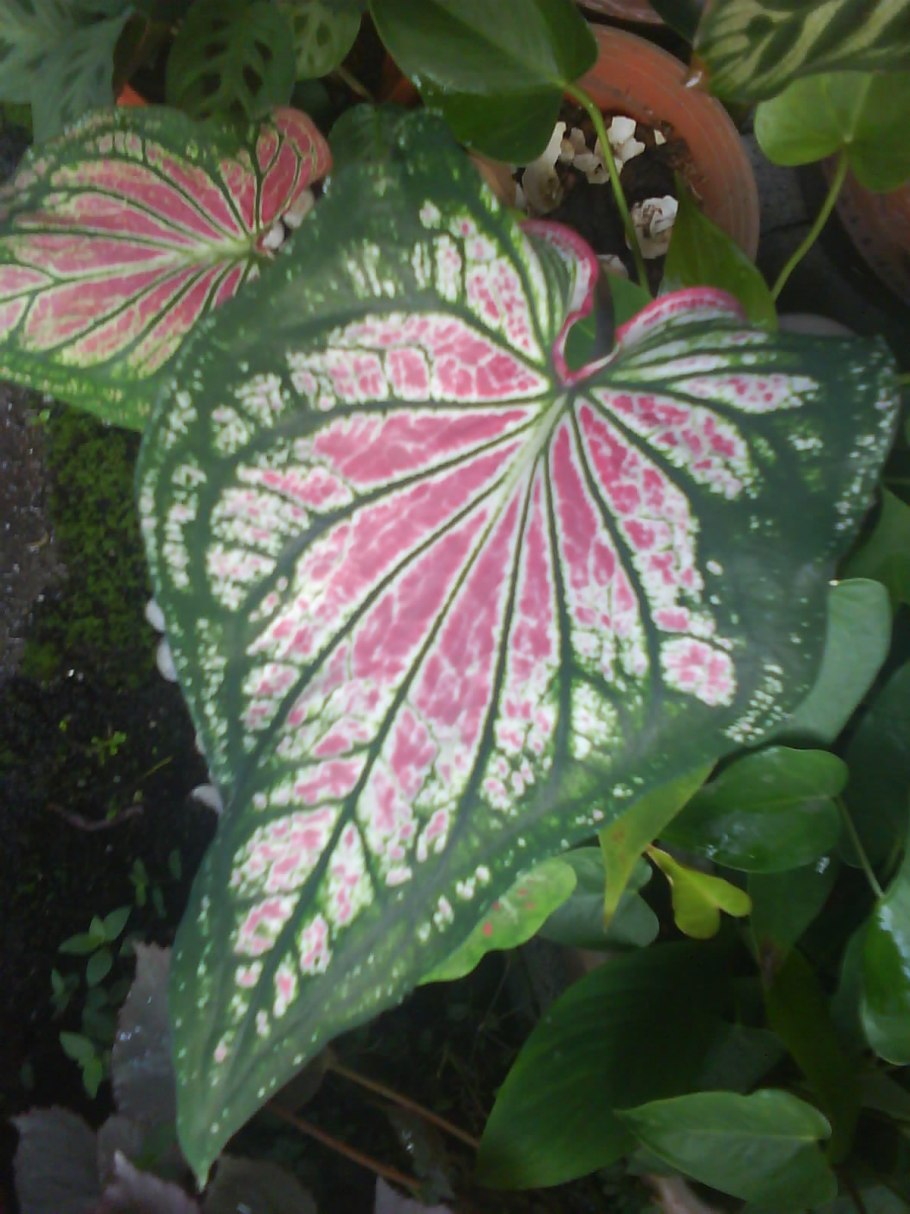 Каладиум сорт "Thai Beauty"