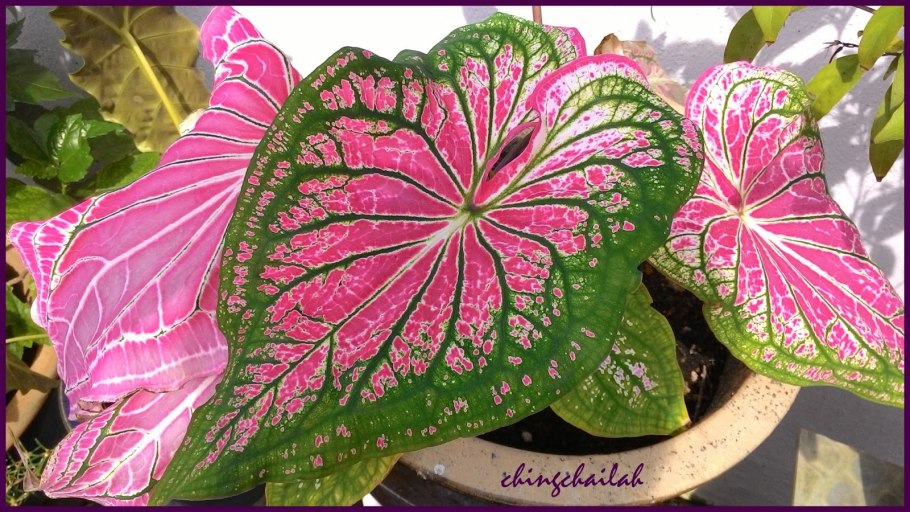 Каладиум Пинк Бьюти