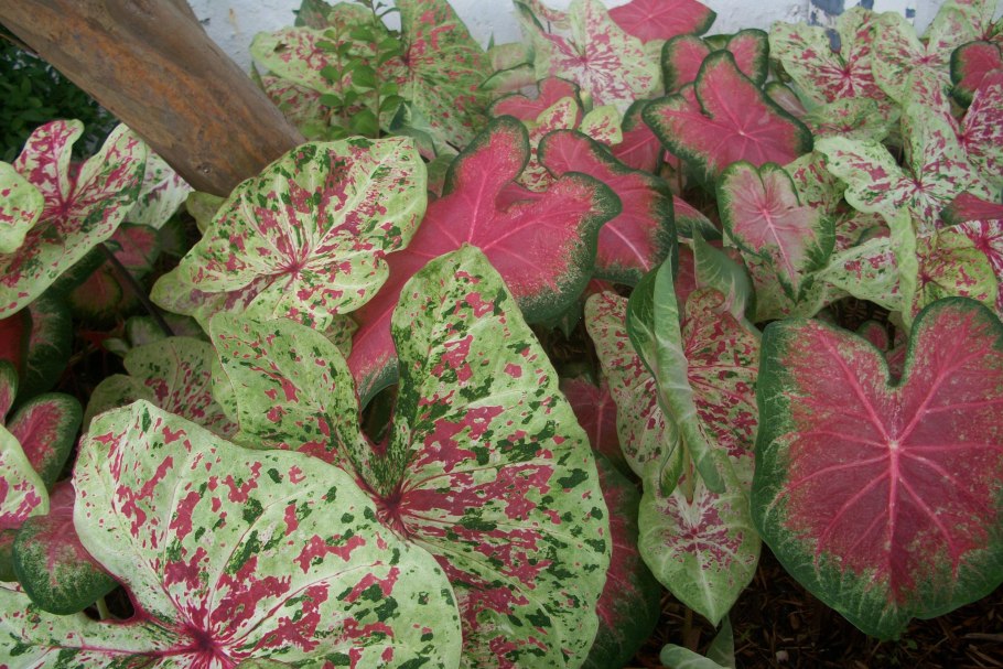 Каладиум Пинк Бьюти