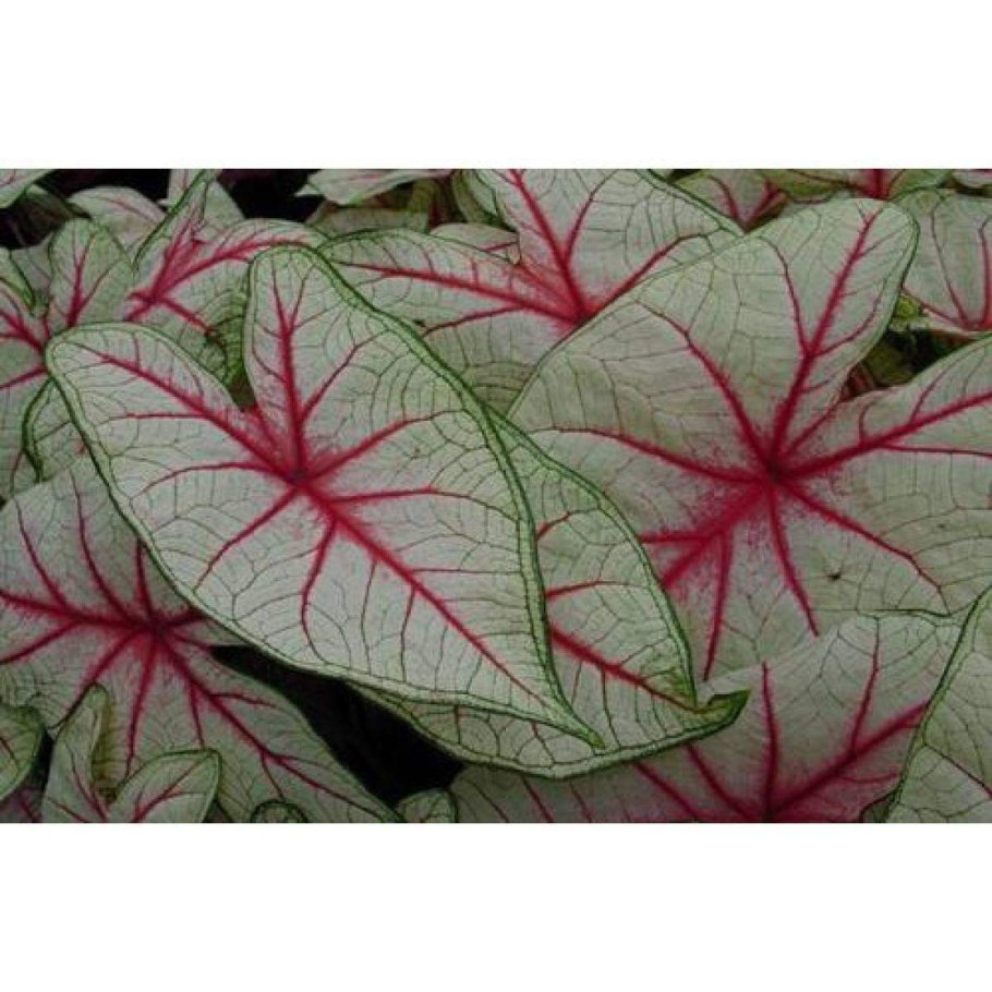 Каладиум полосатый