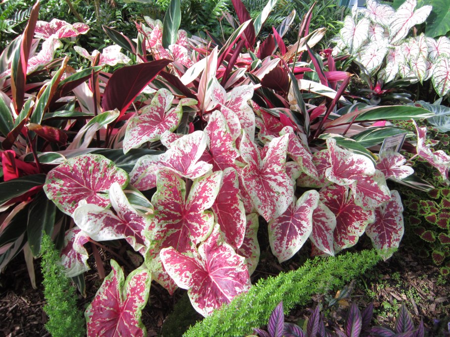 Каладиум Перл Бланш