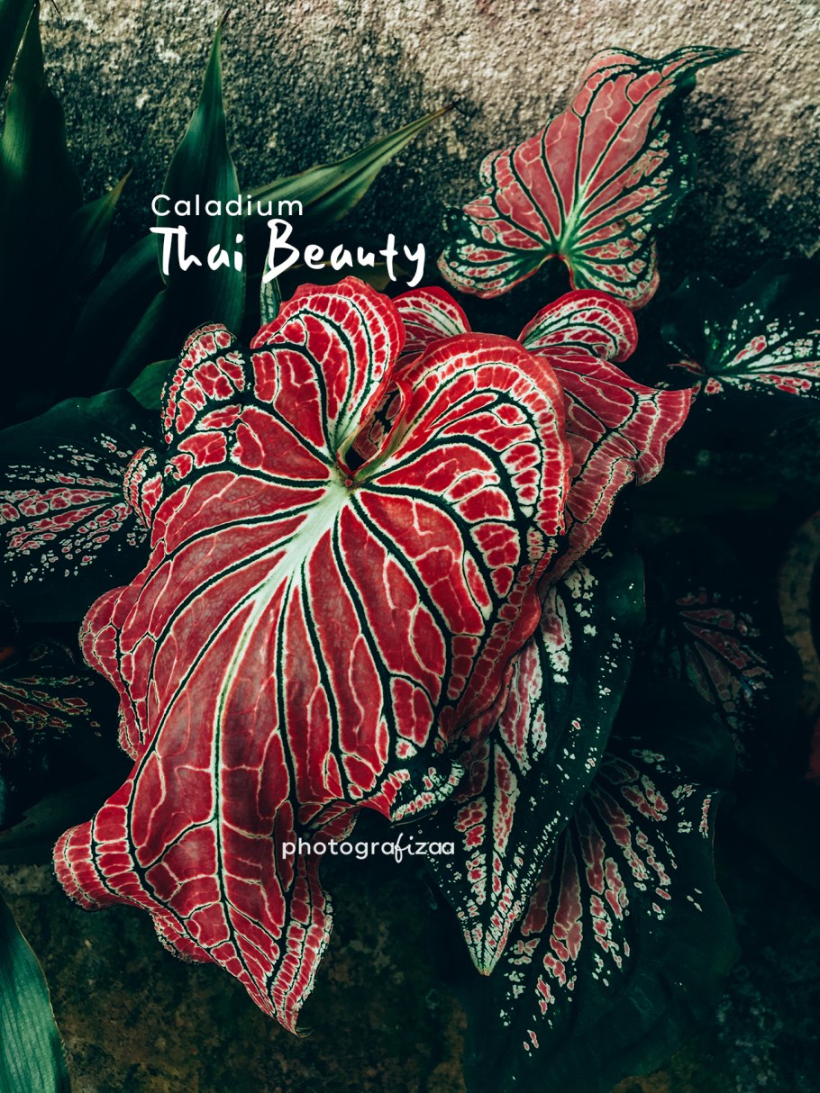 Каладиум акварель