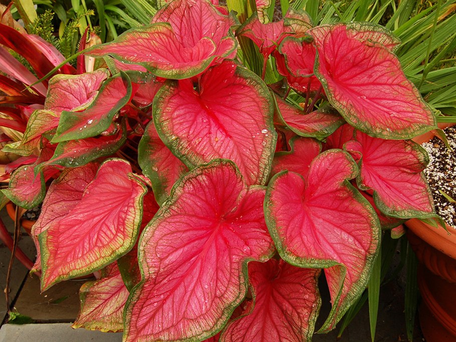 Каладиум Cherry Tart