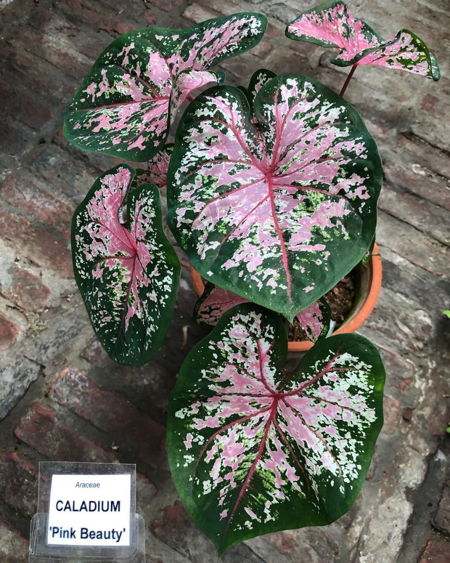 Каладиум Фиеста