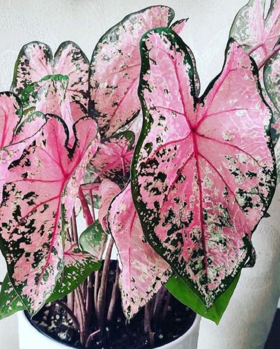 Каладиум White Delight