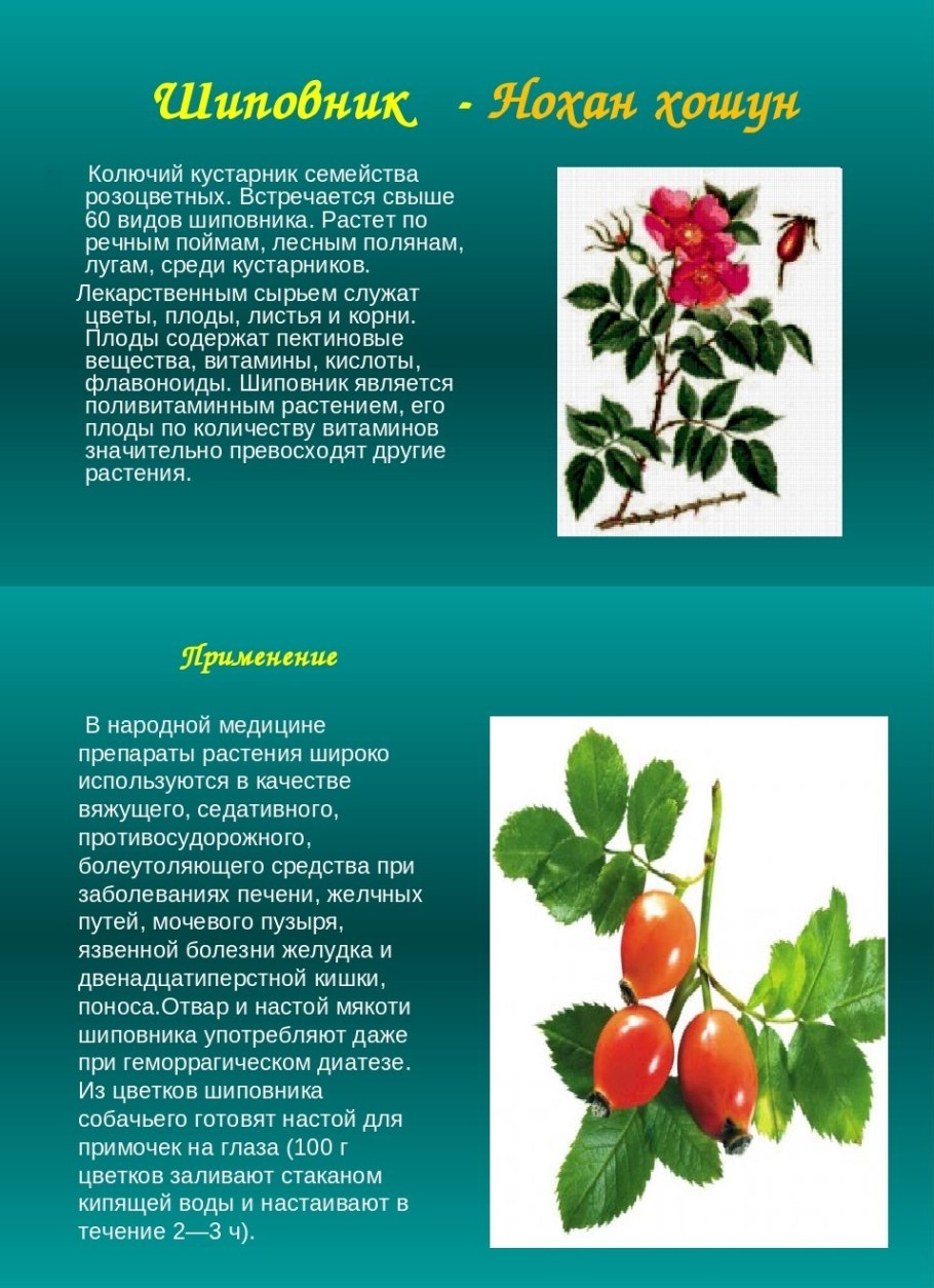 Шиповник лекарственное растение