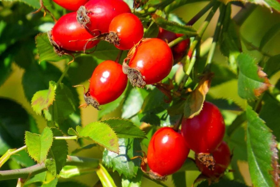 Шиповник мелкоцветковый