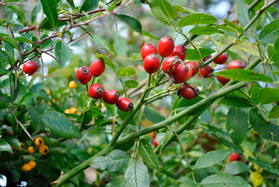 Шиповник лечебный