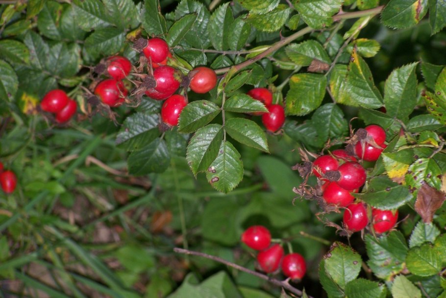 Красногорсклексредства плоды ФАРМАЦВЕТ боярышника 75 г