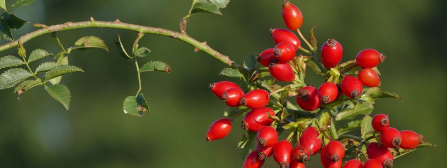 Шиповник бесшипный