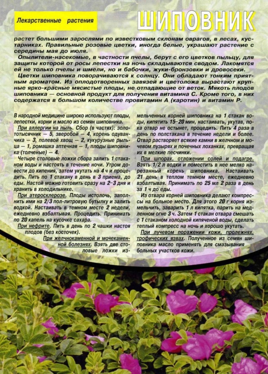 Ш.. - лекарственное растение