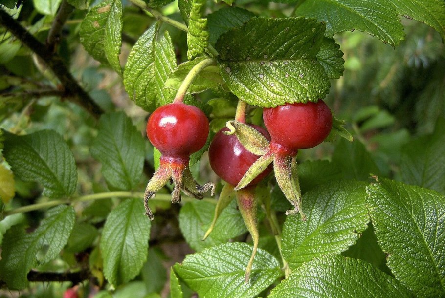 Дагестанский шиповник