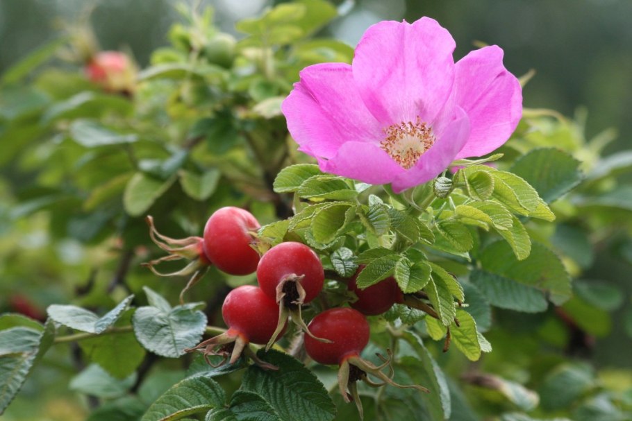 Роза морщинистая Rosa rugosa