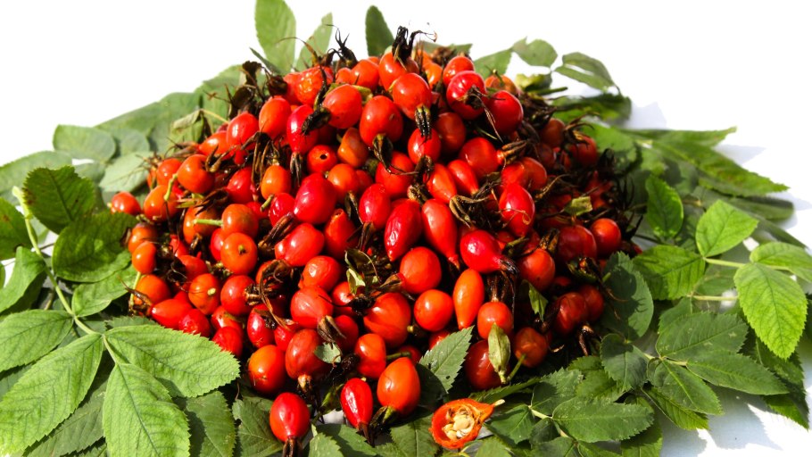 Шиповник пестролистный