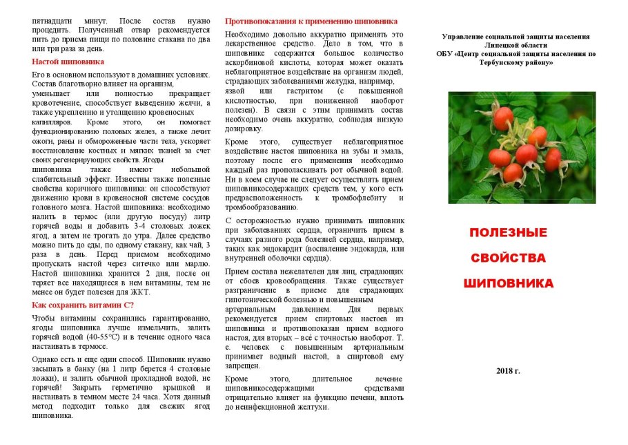 Шиповник Лесной