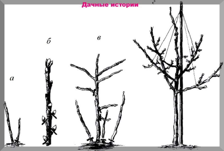 Санитарная обрезка