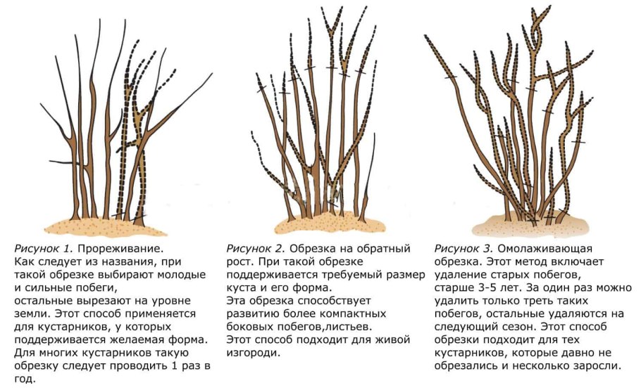 Обрезка смородины