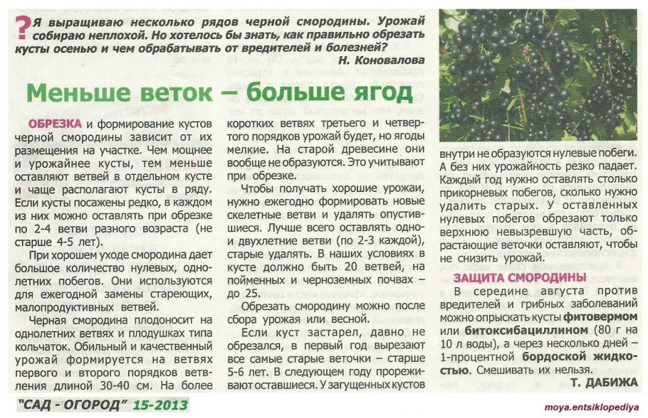 Обрезаем старый куст смородины