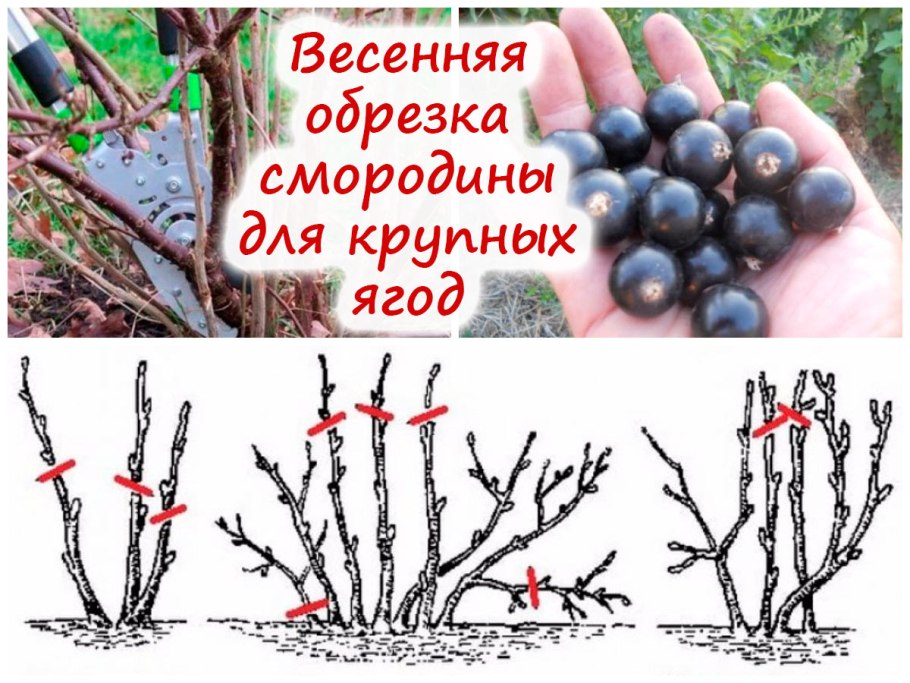 Поросль кустарников