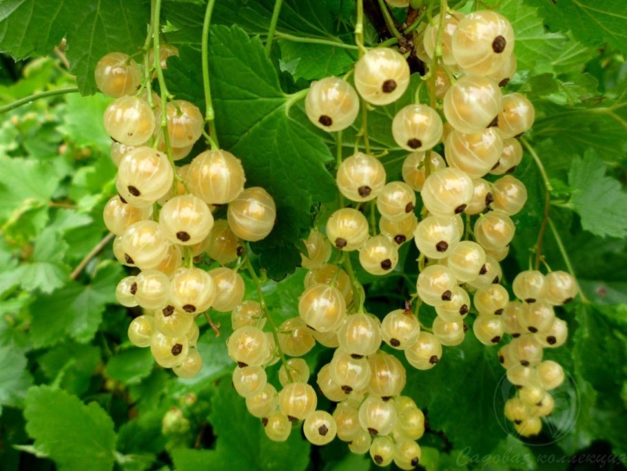 Куст смородины весной