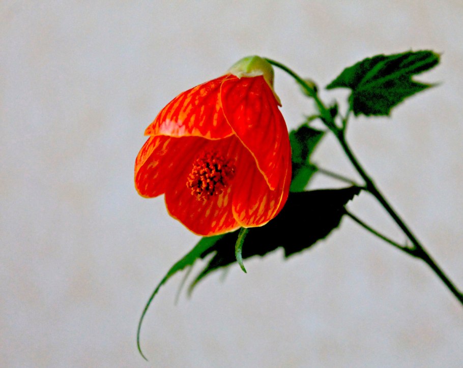 Абутилон ампельный