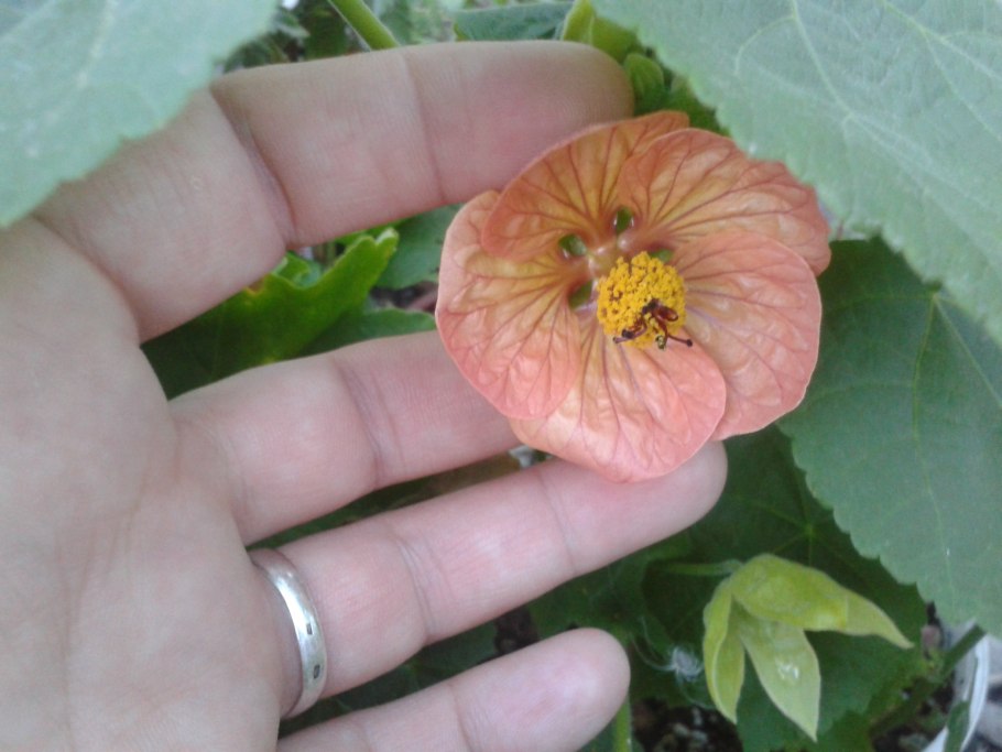 Абутилон лимонный пунш