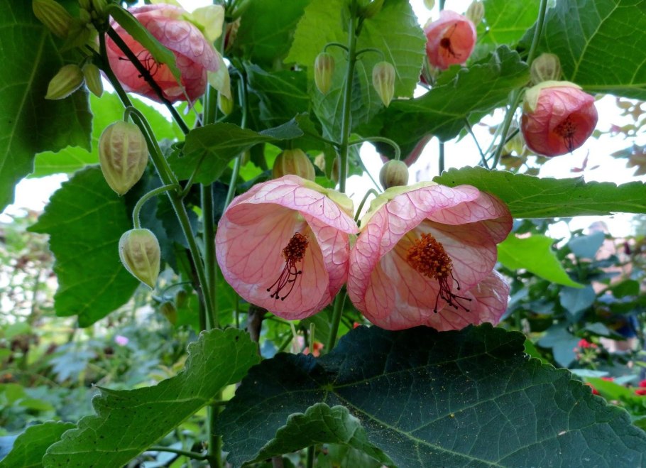 Абутилон Wisley Red