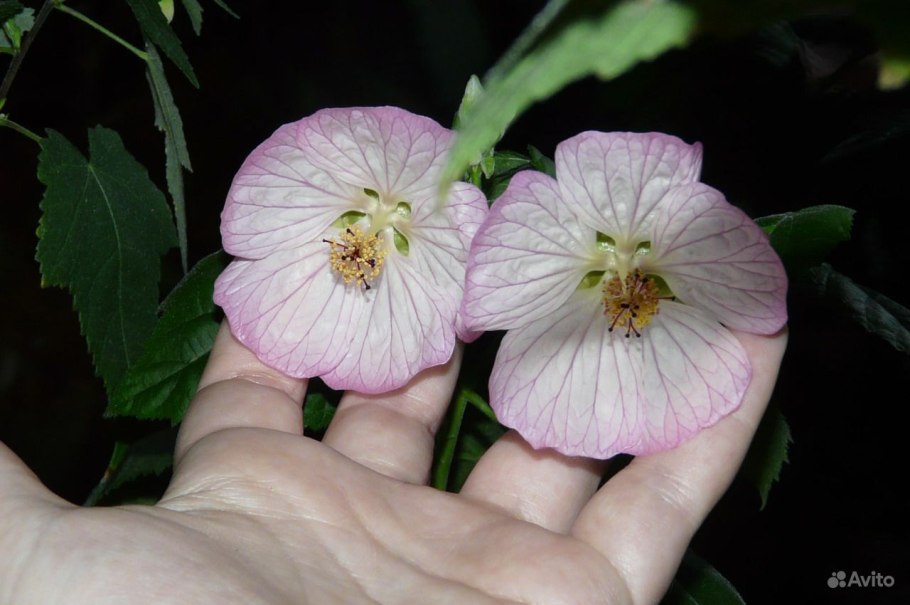 Абутилон в огороде