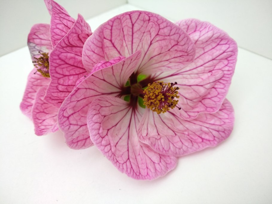 Абутилон Куоре ди Леоне