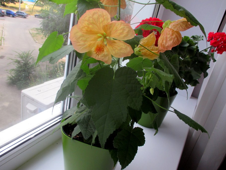 Абутилон комнатный клен