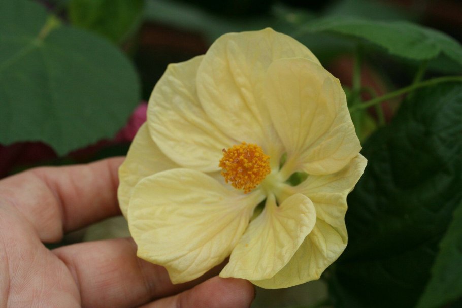 Вентилятор CENTEK CT-5030