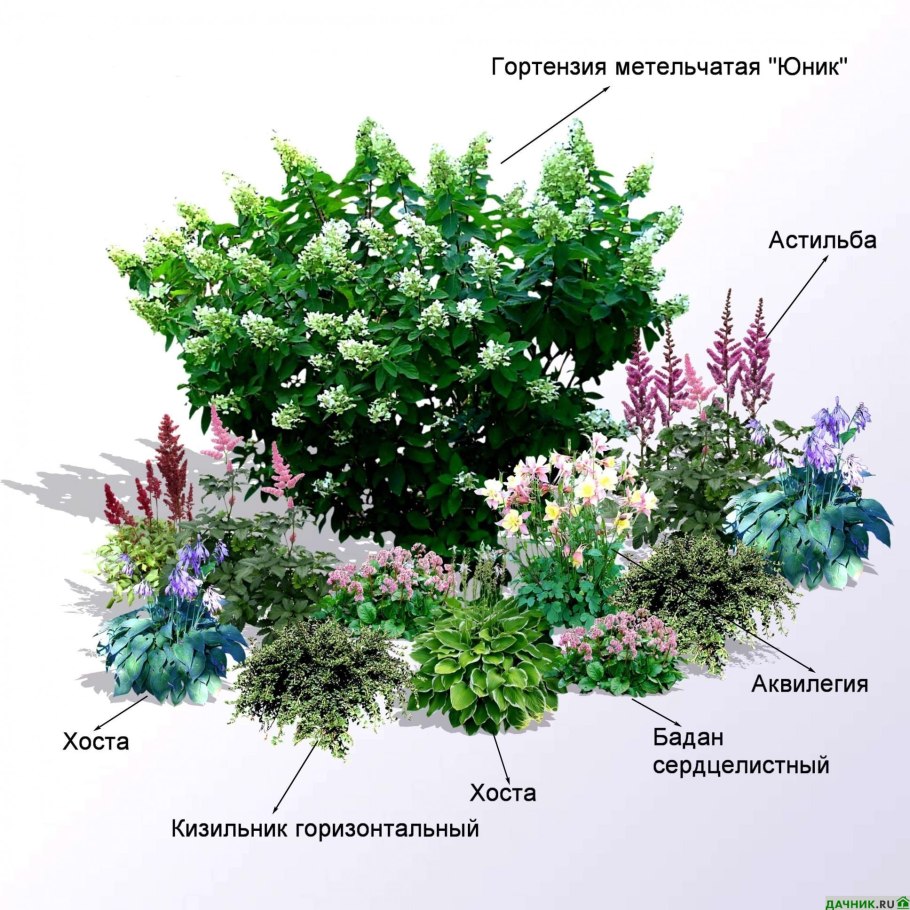 Георгин клумба миксбордер