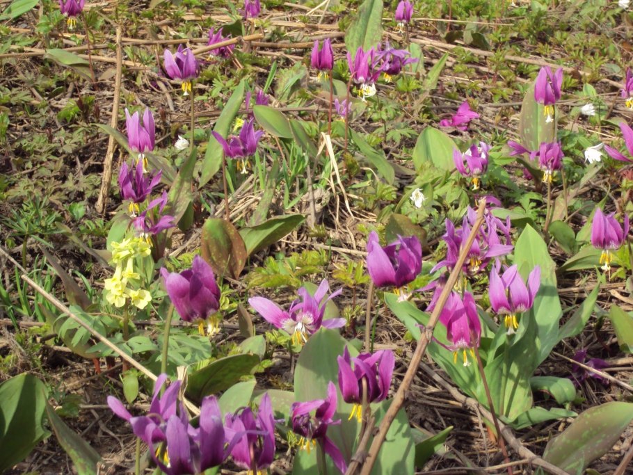 Кандык это Додекатеон