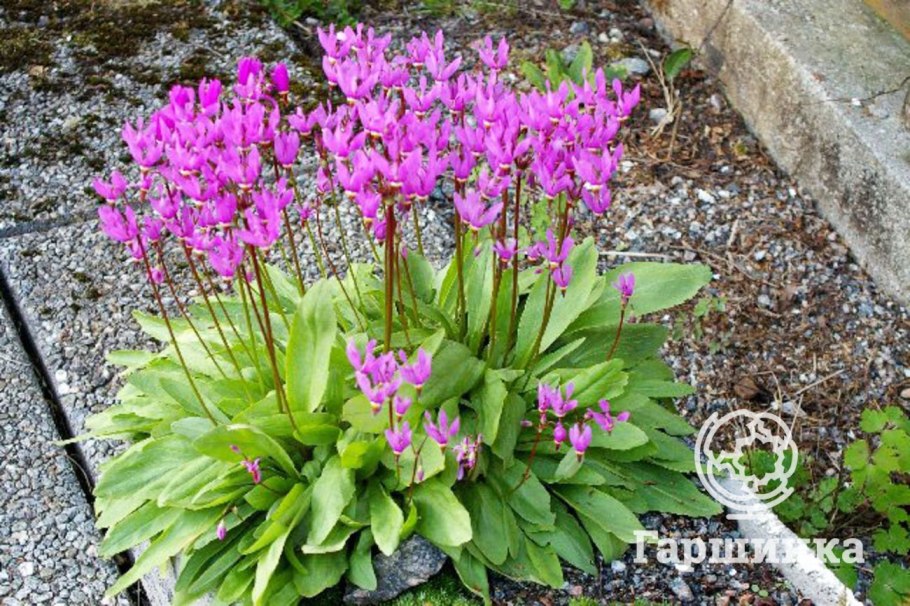 Додекатеон дентатум