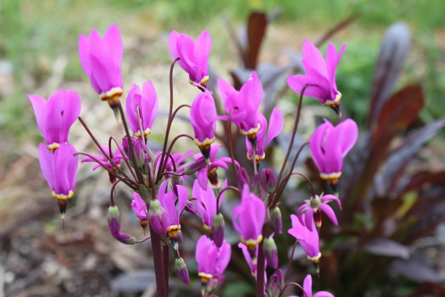 Додекатеон посадка и уход в открытом грунте фото