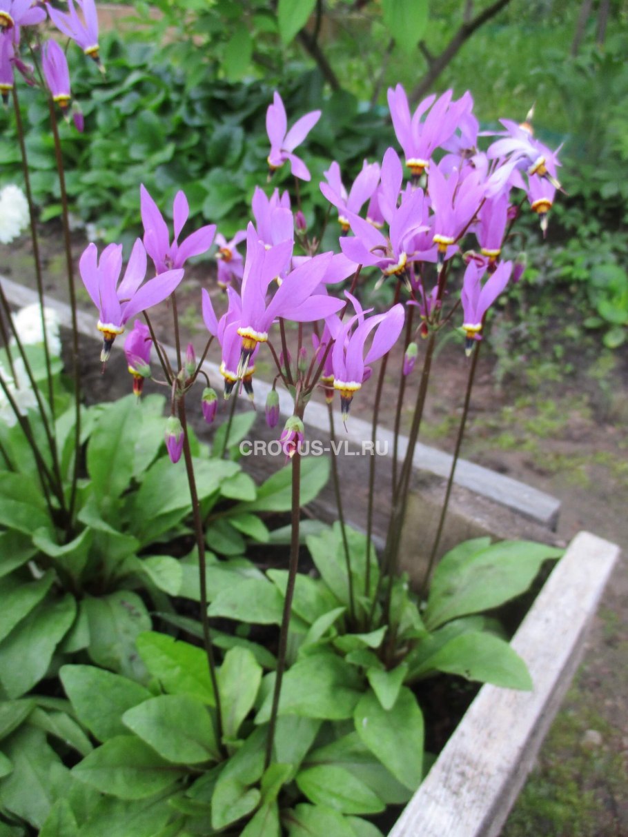 Додекатеон Джеффри