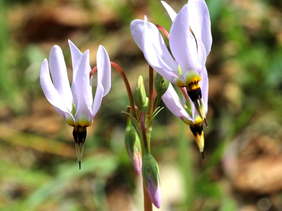 Додекатеон афродита