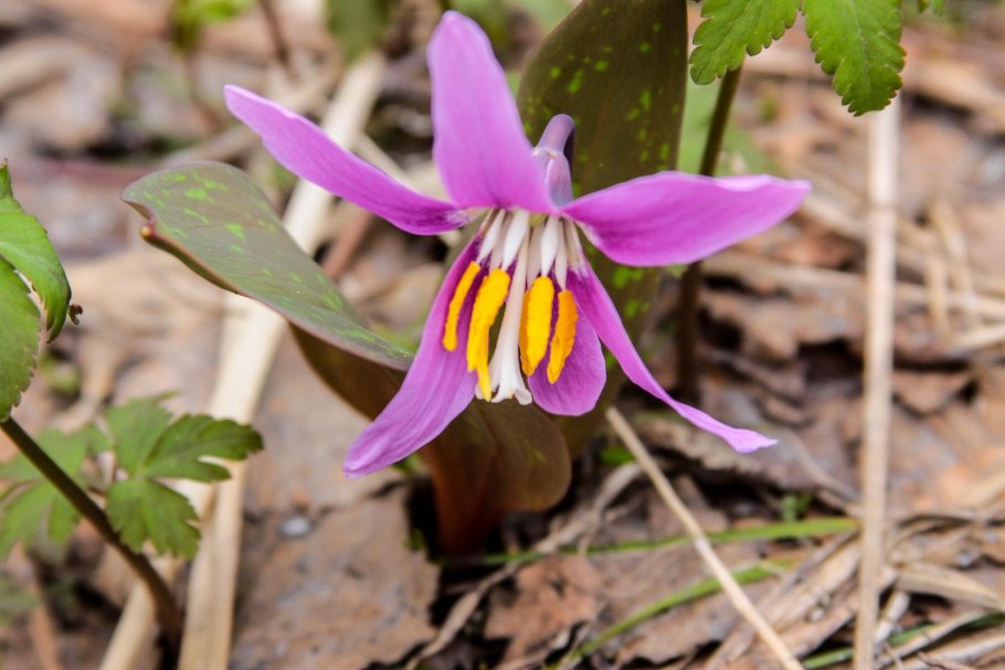 44.Кандык Сибирский - Erythronium sibiricum (Fisch. Et Mey.) Kryl.