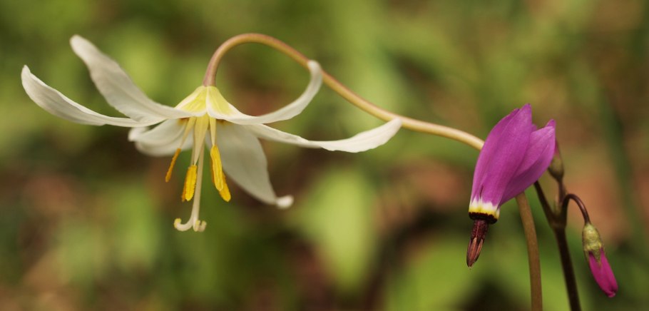 Эритрониум кандык кавказский