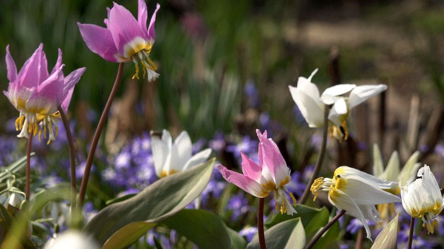 Эритрониум кандык