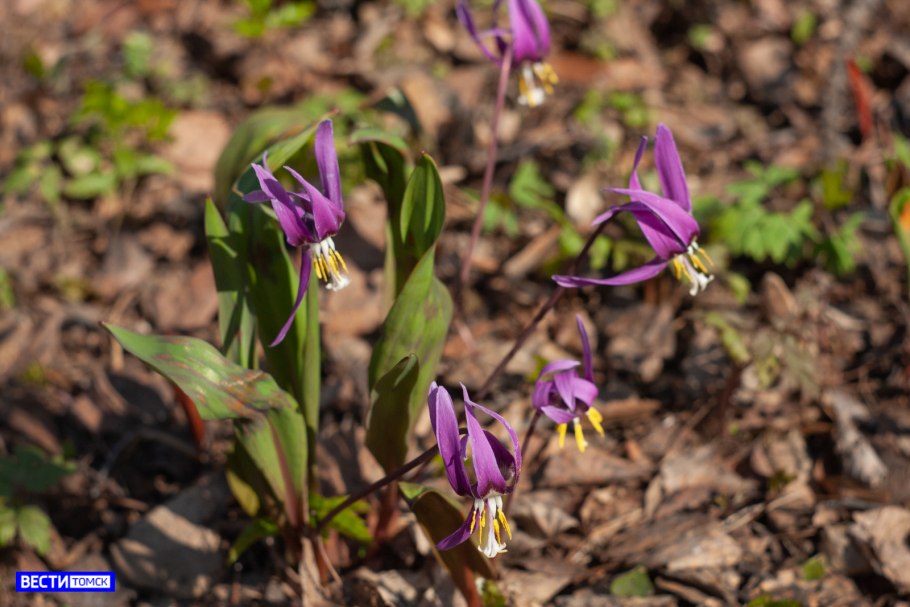 Кандык пурпурный Король