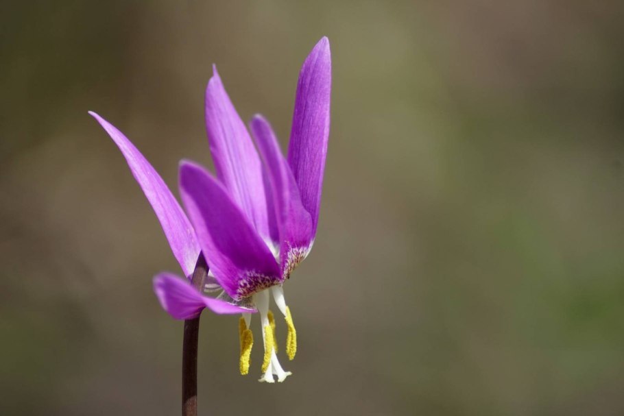 Додекатеон Aphrodite