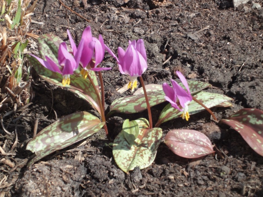 Кандык Абхазии горячие источники фото