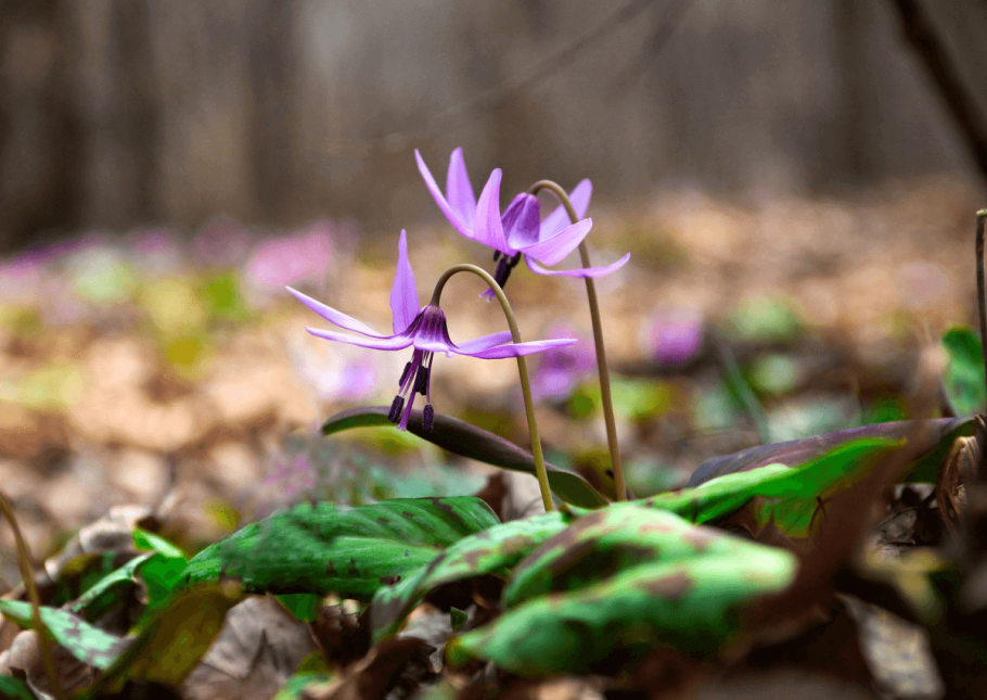 Кандык кавказский